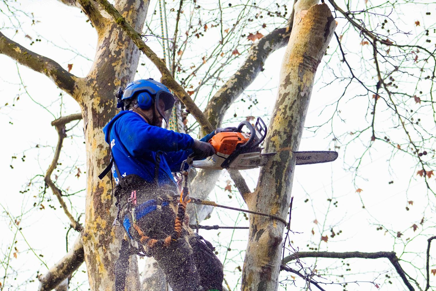 TreeMax climber trimming a tree with a chainsaw